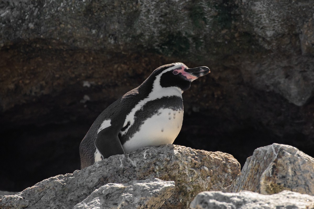 Humboldt Penguin - ML618212235