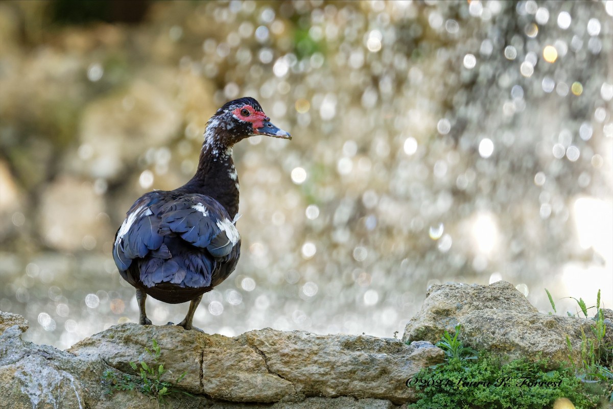 Muscovy Duck (Domestic type) - Laura Forrest