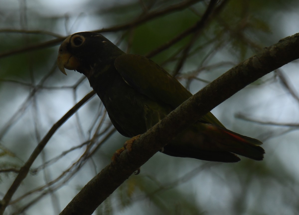 White-crowned Parrot - ML618212350
