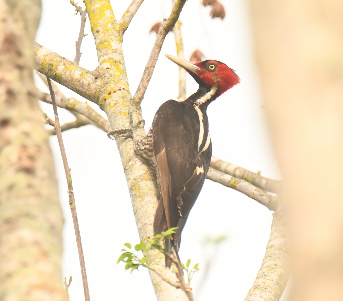 Pale-billed Woodpecker - ML618212357
