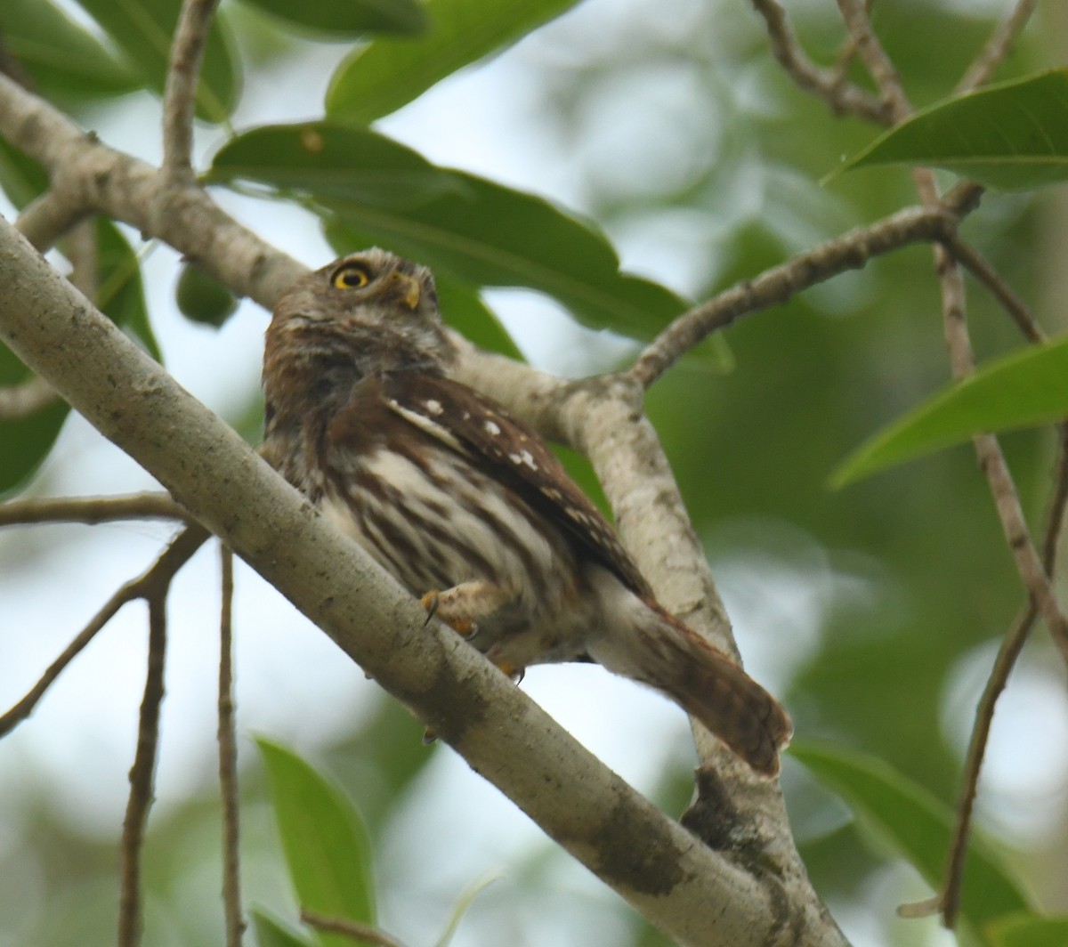 Ferruginous Pygmy-Owl - Leonardo Guzmán (Kingfisher Birdwatching Nuevo León)