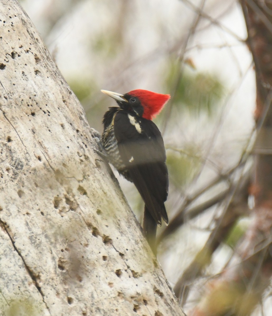 Lineated Woodpecker - Leonardo Guzmán (Kingfisher Birdwatching Nuevo León)