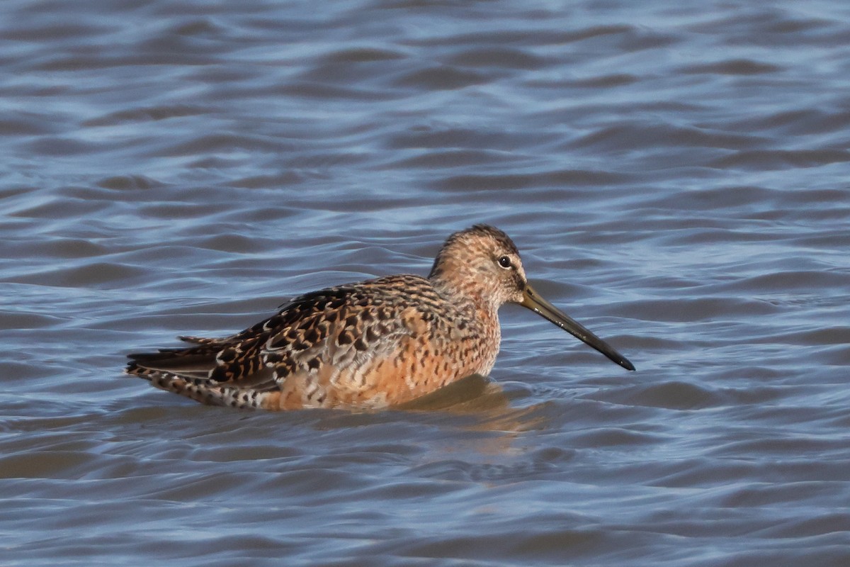 Long-billed Dowitcher - ML618212375