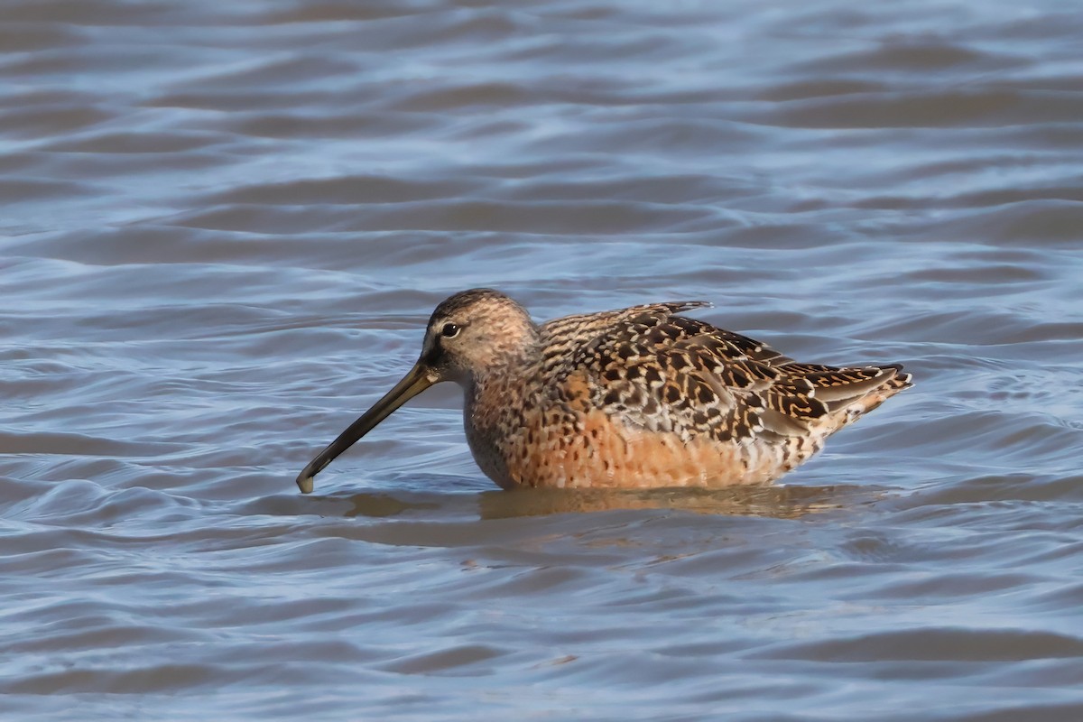 Long-billed Dowitcher - ML618212392