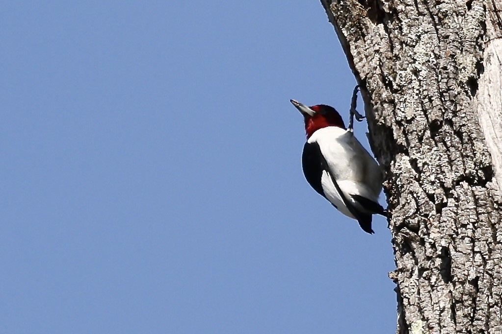 Red-headed Woodpecker - ML618212393