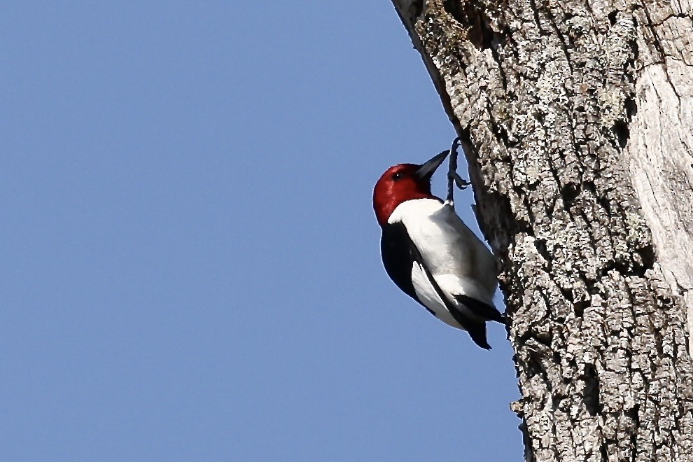 Red-headed Woodpecker - ML618212394