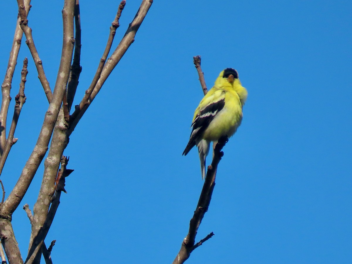American Goldfinch - Ben Newhouse