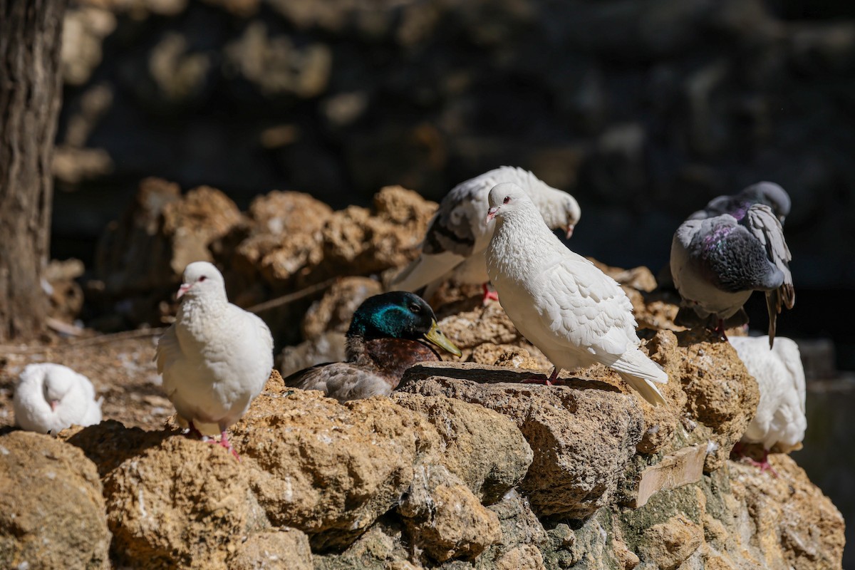 Rock Pigeon (Feral Pigeon) - ML618212425