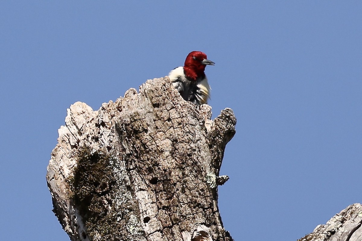 Red-headed Woodpecker - ML618212428