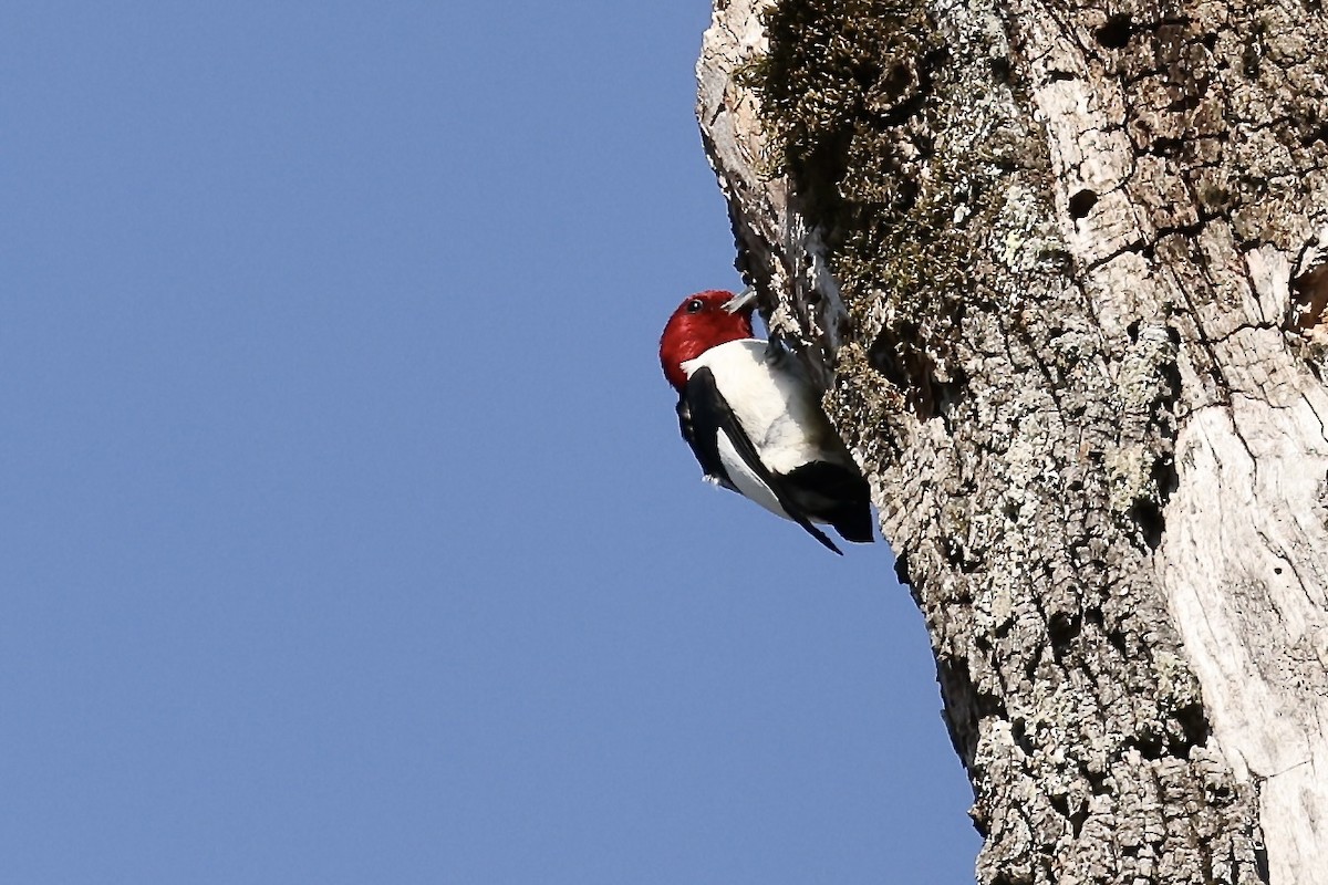 Red-headed Woodpecker - ML618212429