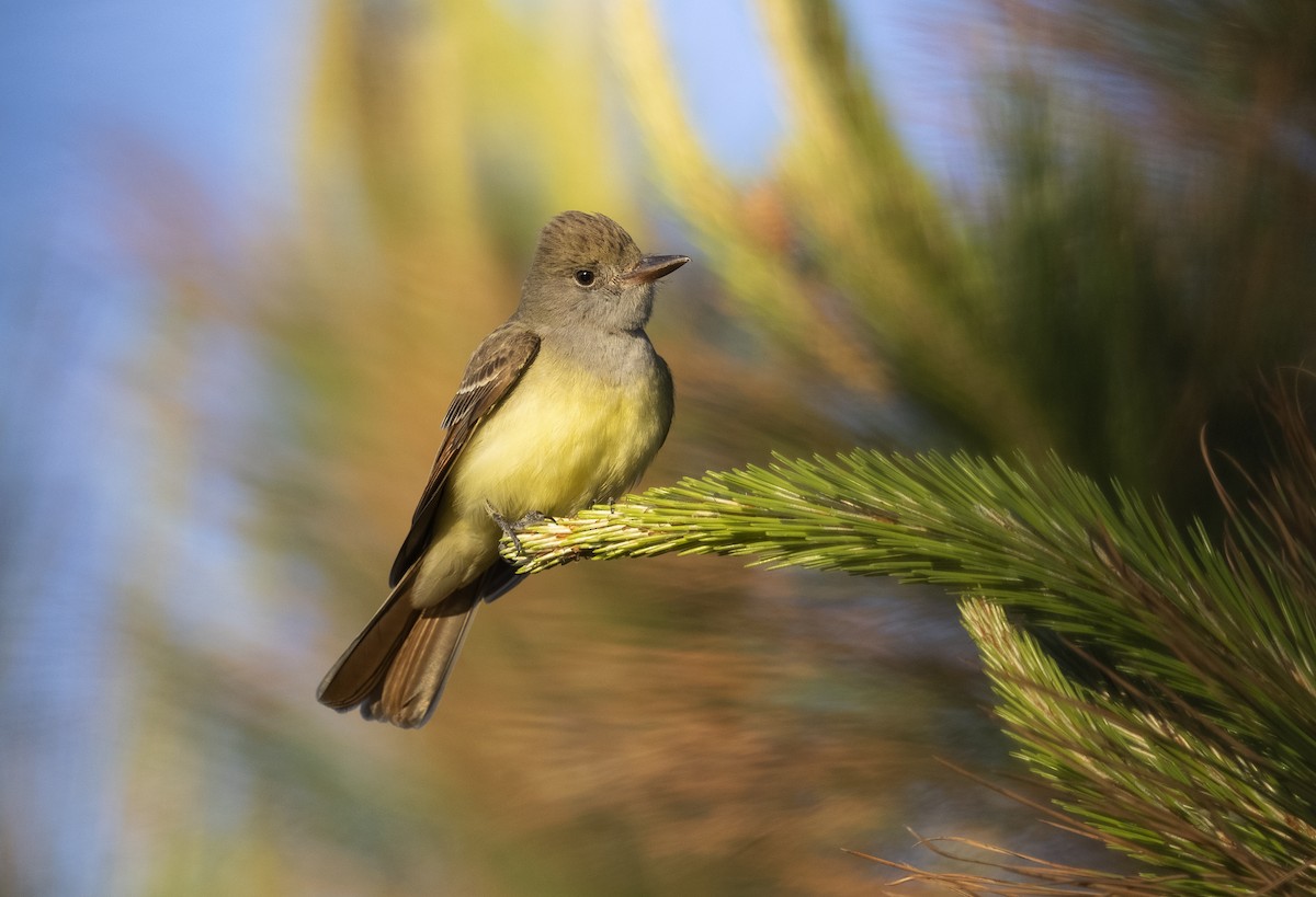 Great Crested Flycatcher - ML618212436