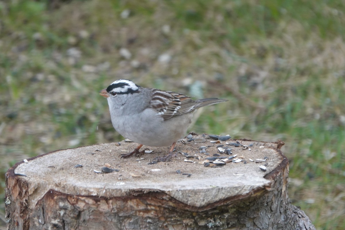 White-crowned Sparrow - ML618212452