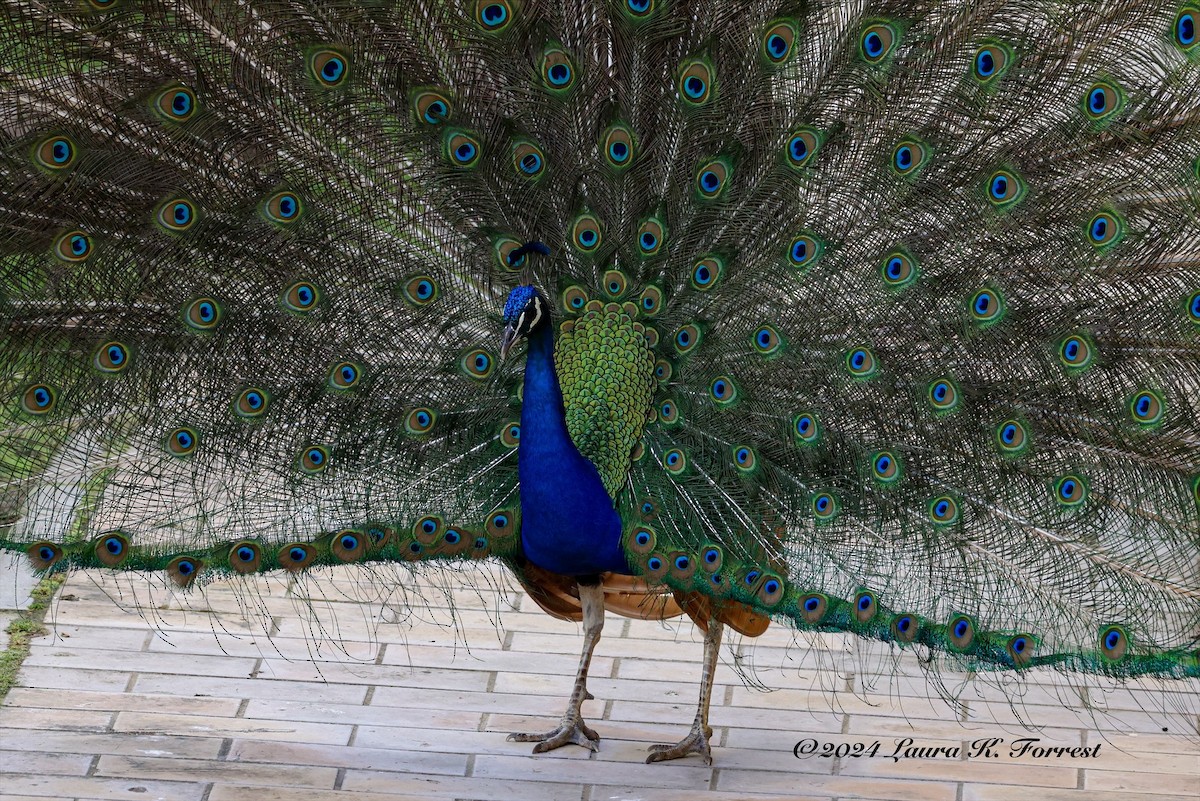 Indian Peafowl - Laura Forrest