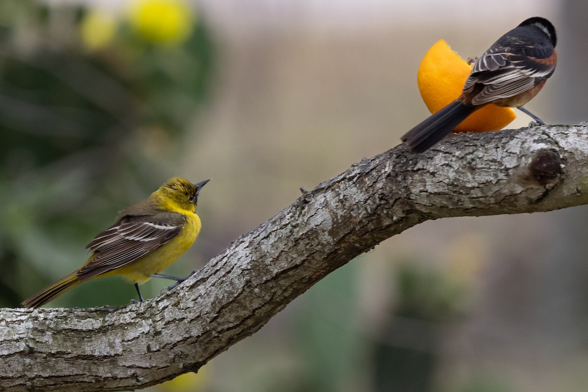 Orchard Oriole - ML618212471