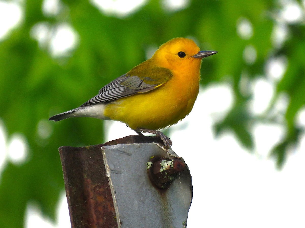Prothonotary Warbler - ML618212493