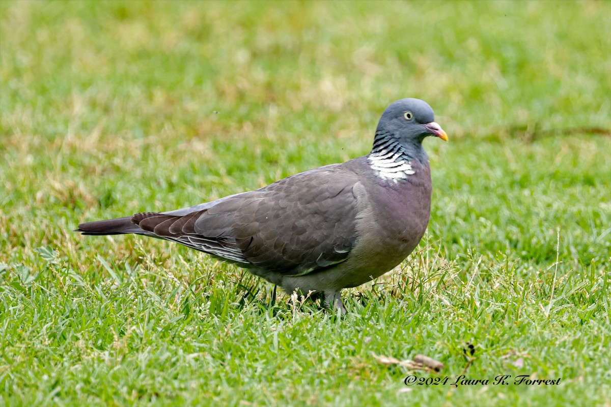 Common Wood-Pigeon - ML618212506