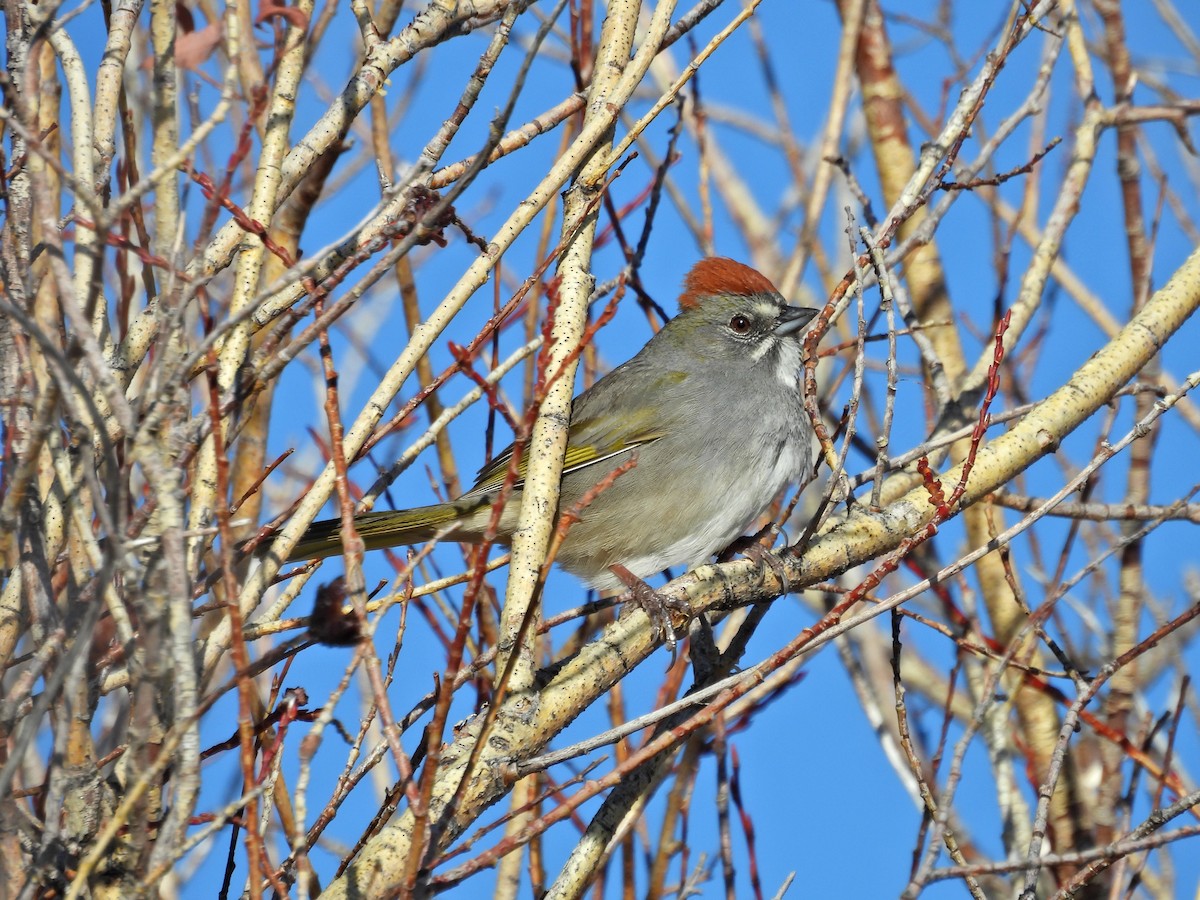 Green-tailed Towhee - Spencer Hurt