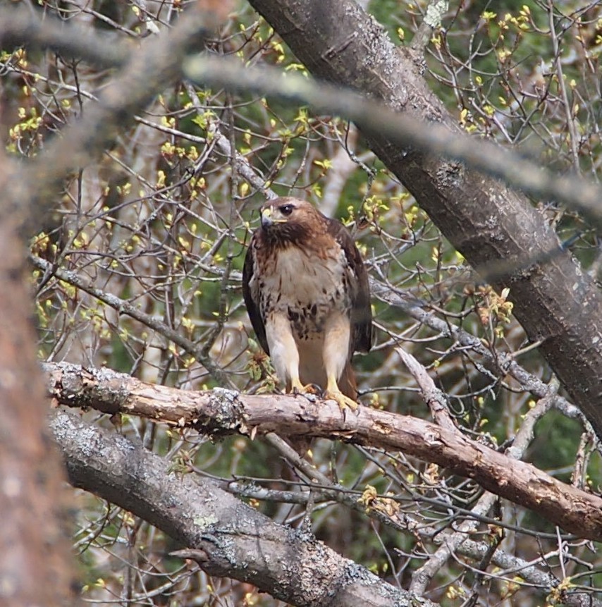 Red-tailed Hawk - ML618212516