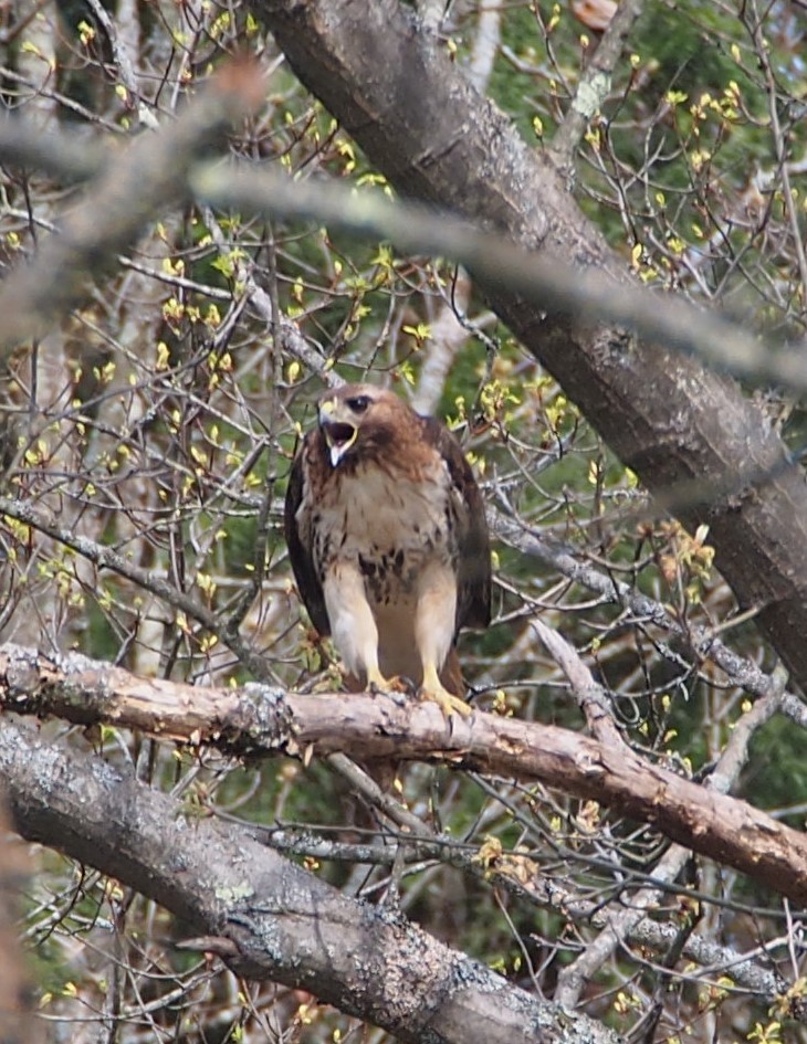 Red-tailed Hawk - ML618212517