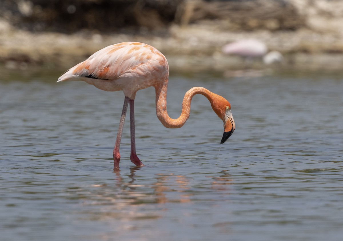 American Flamingo - ML618212519