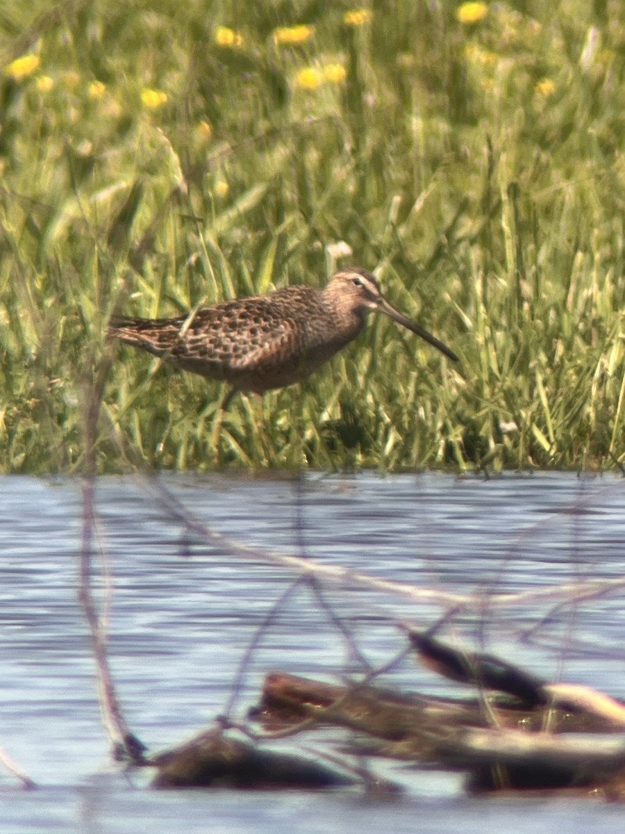 Long-billed Dowitcher - Darby Nugent