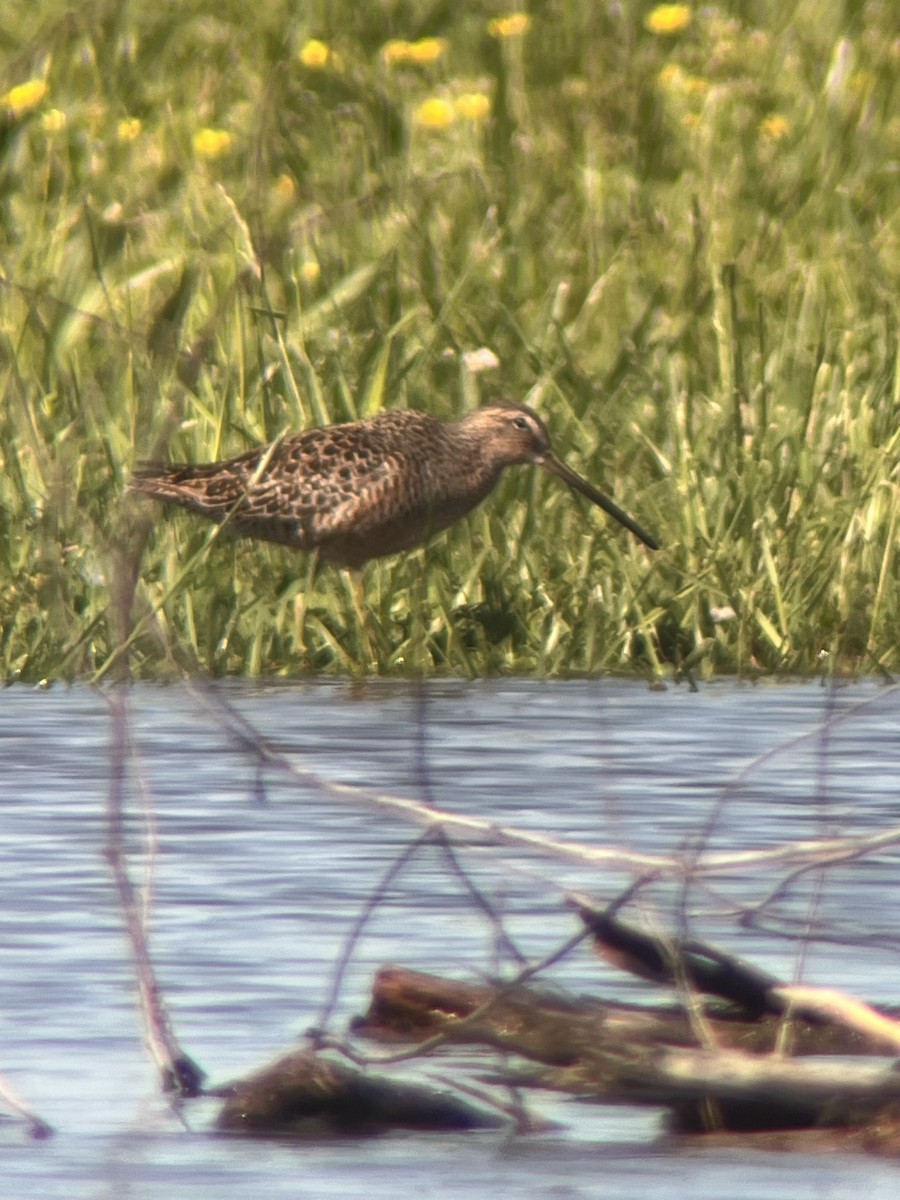 Long-billed Dowitcher - Darby Nugent