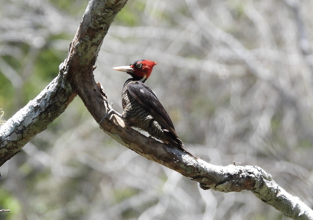 Pale-billed Woodpecker - ML618212563