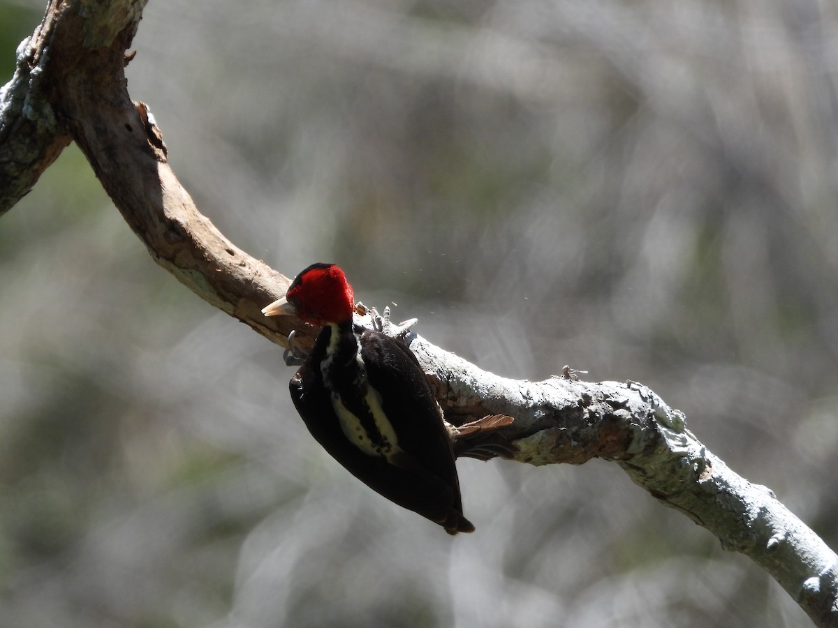 Pale-billed Woodpecker - charlene wood
