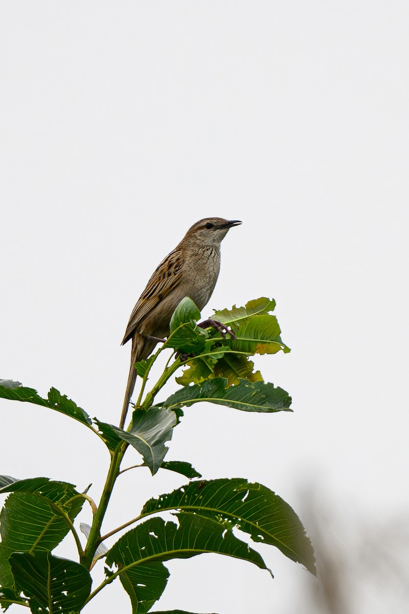 Striated Grassbird - Sudhir Paul