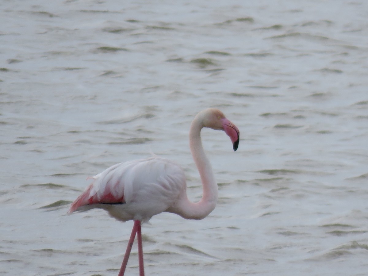 Greater Flamingo - ML618212627