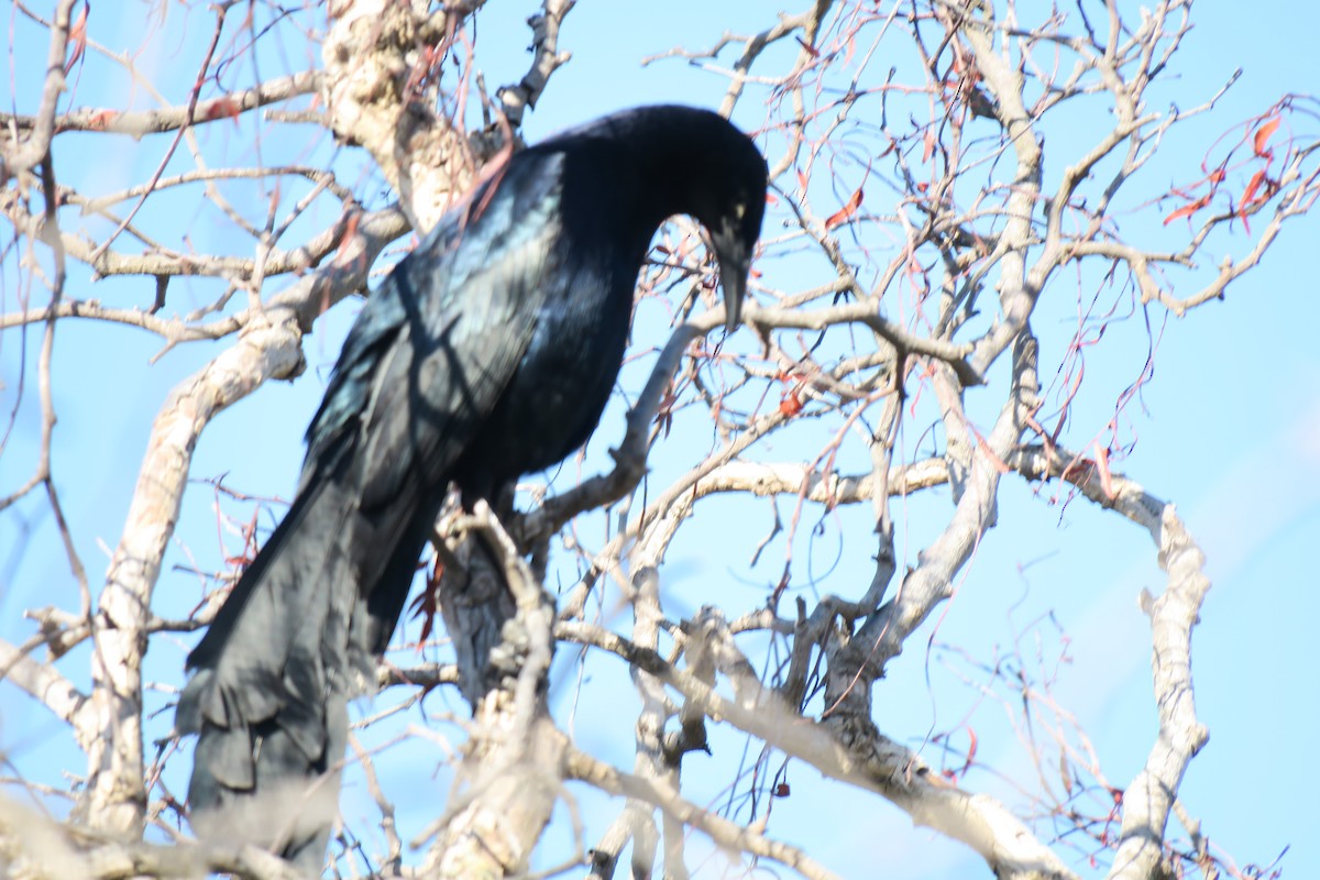 Great-tailed Grackle - ML618212675