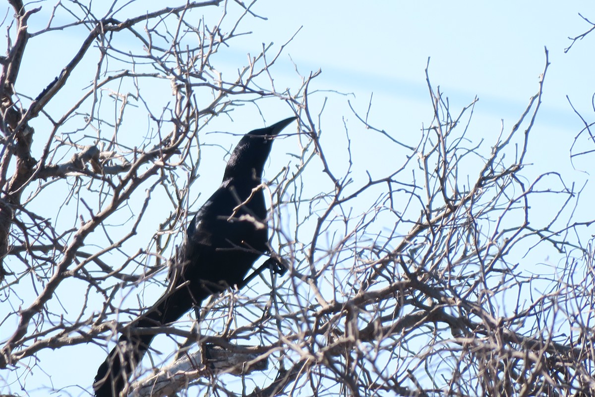 Great-tailed Grackle - ML618212679