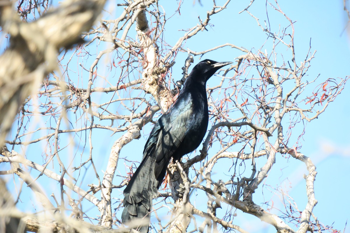 Great-tailed Grackle - ML618212682