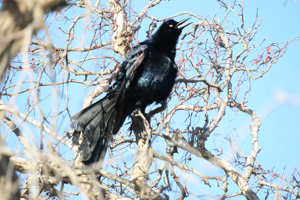 Great-tailed Grackle - ML618212684