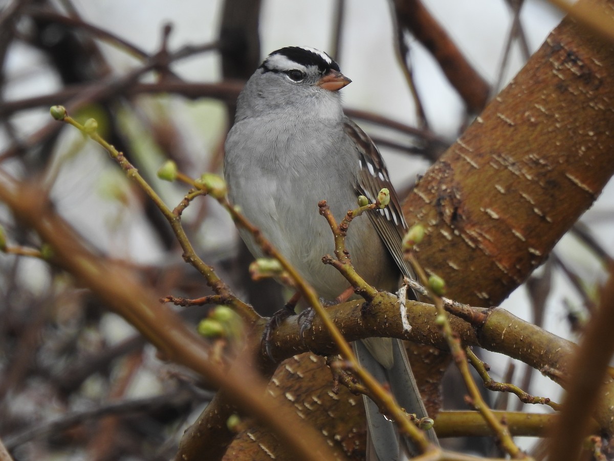 White-crowned Sparrow (Gambel's) - ML618212686