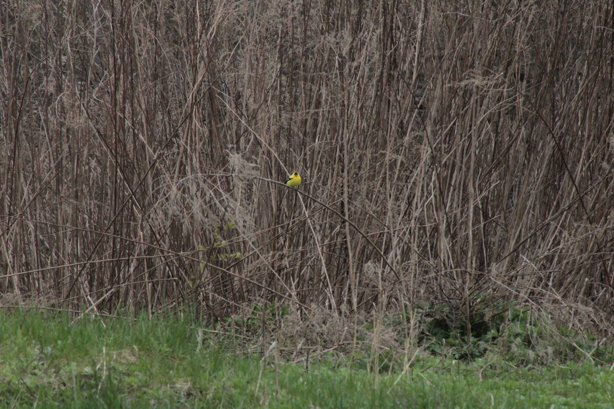 American Goldfinch - Anthony Wilcox