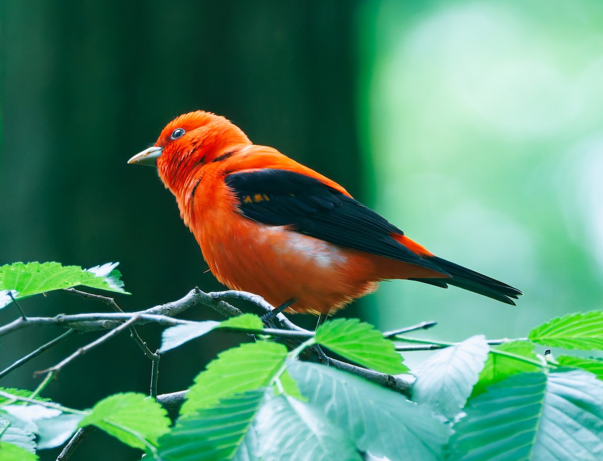Scarlet Tanager - ML618212802