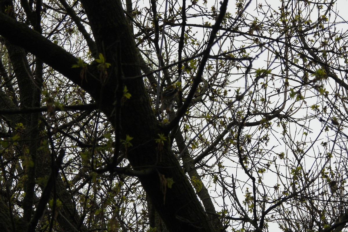 Black-throated Green Warbler - ML618212851