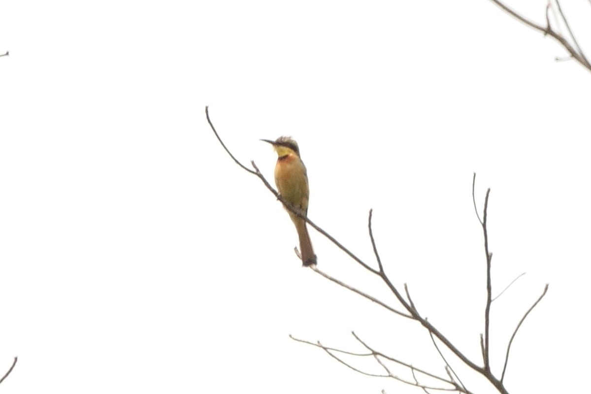Little Bee-eater - ML618212852