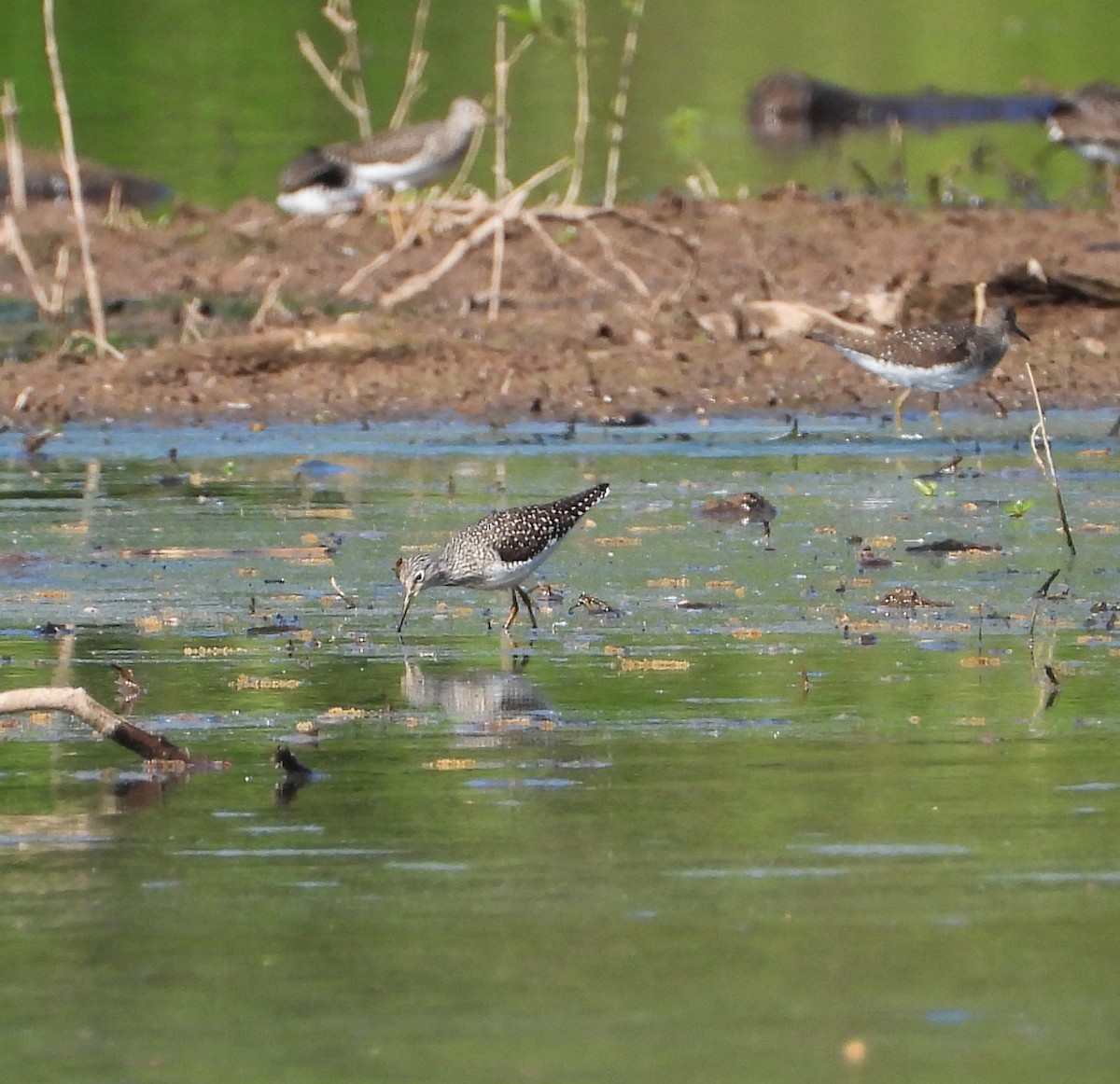 Ebird Checklist Apr Kincheloe Road Species