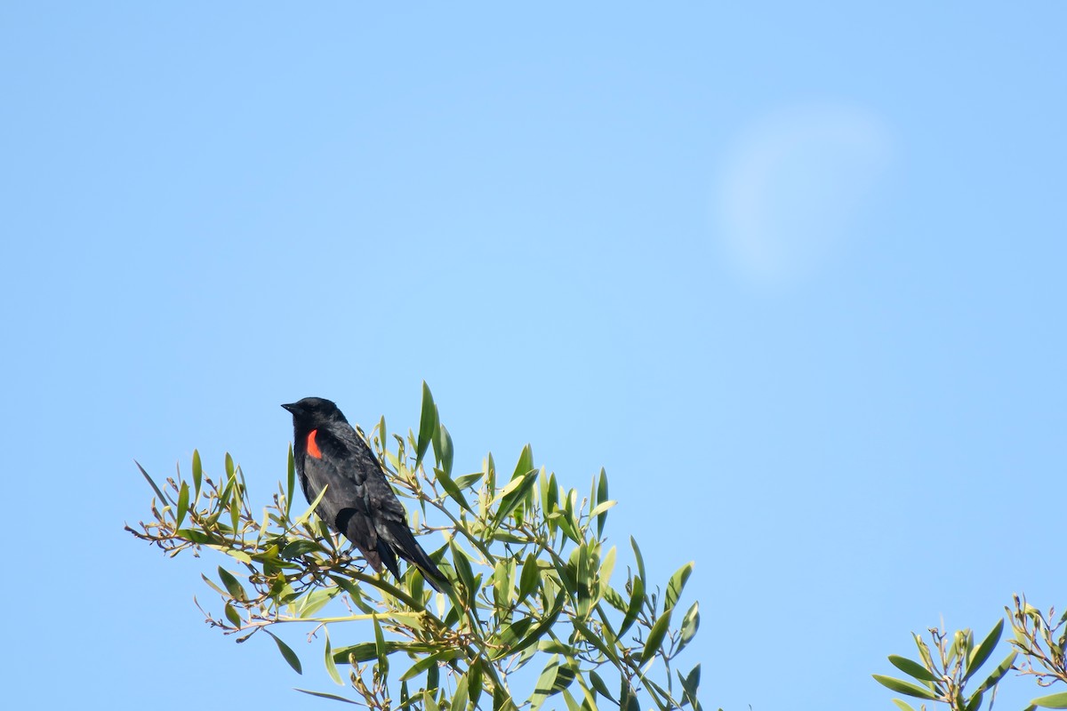 Red-winged Blackbird - ML618212867