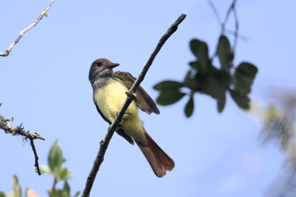 Great Crested Flycatcher - ML618212903