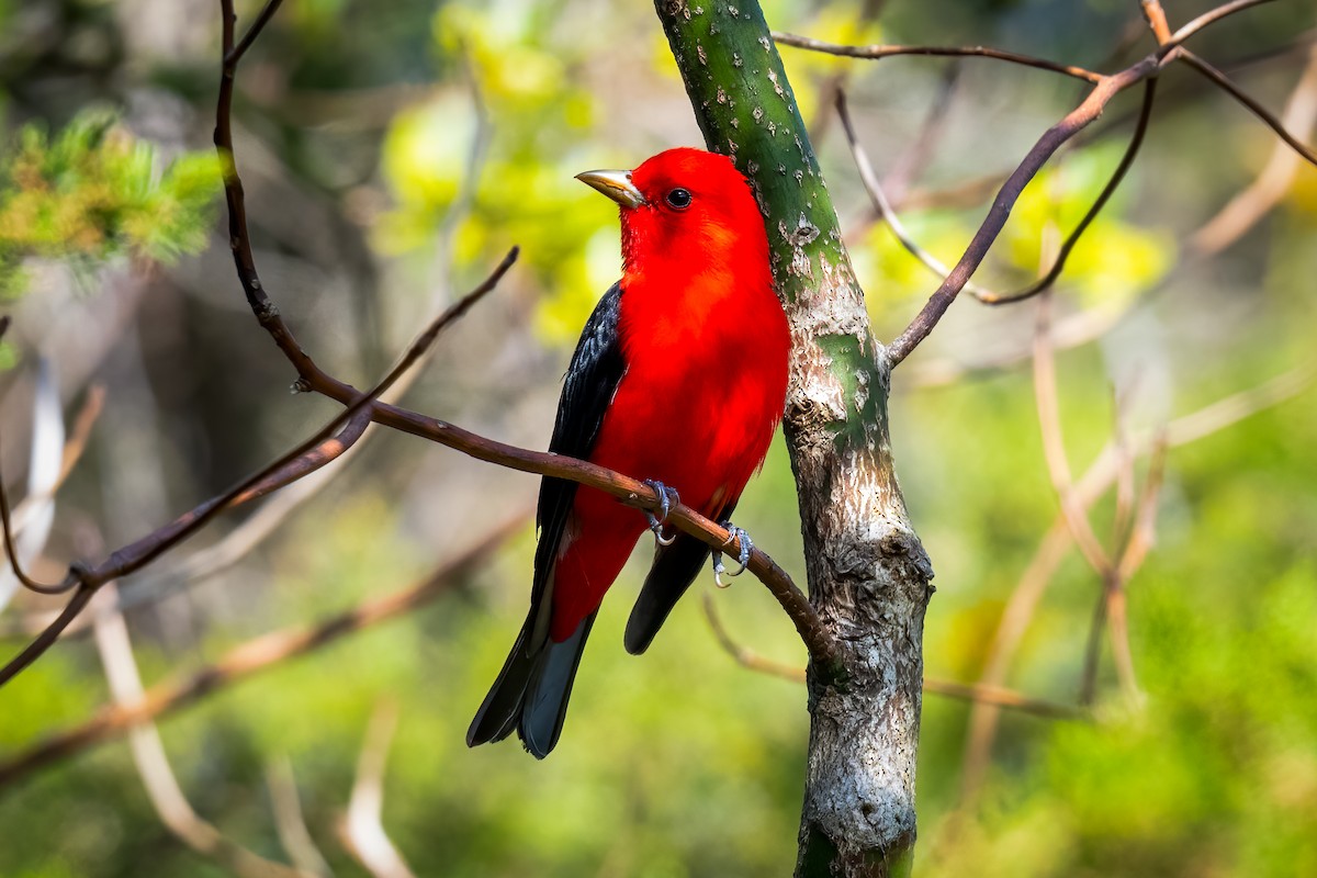 Scarlet Tanager - ML618212920