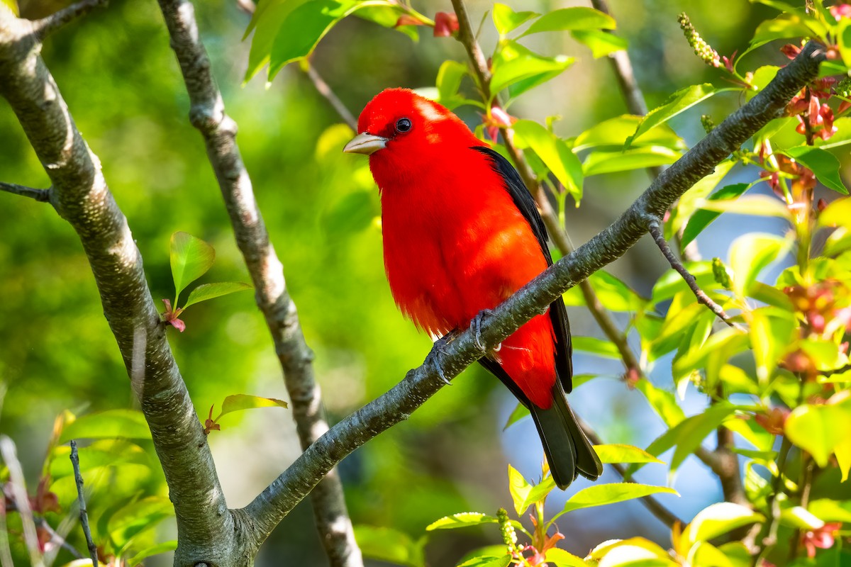 Scarlet Tanager - ML618212921