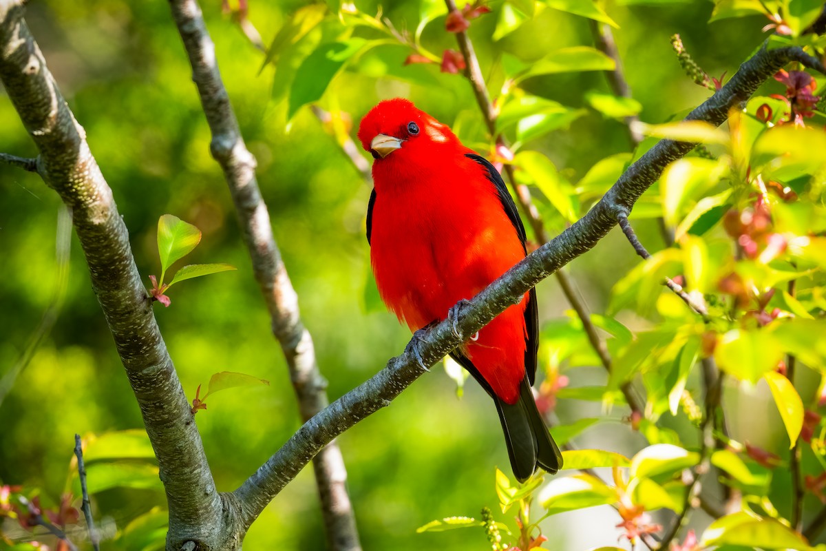 Scarlet Tanager - ML618212922