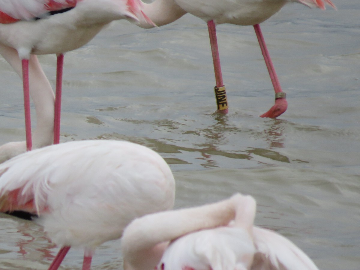 Greater Flamingo - ML618212972