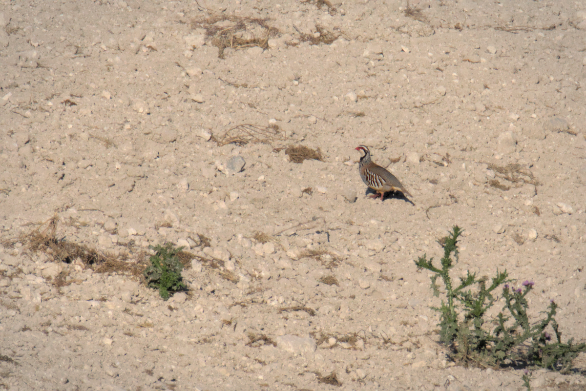 Red-legged Partridge - ML618212977