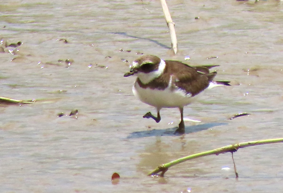 Semipalmated Plover - ML618212987