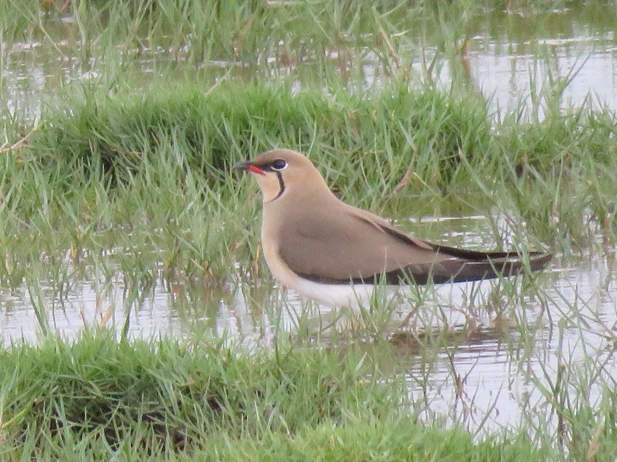 Collared Pratincole - Anonymous