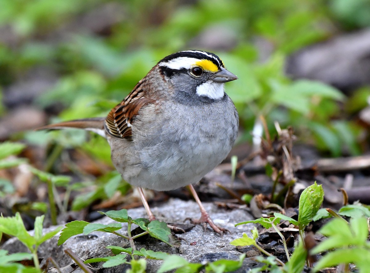White-throated Sparrow - ML618213042